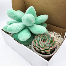 Load image into Gallery viewer, Cheeky Succulent Pillow &amp; Succulent Gift Box
