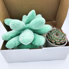 Load image into Gallery viewer, Cheeky Succulent Pillow &amp; Succulent Gift Box
