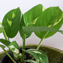 Load image into Gallery viewer, Ctenanthe pilosa Golden Mosaic - 100mm