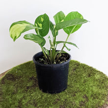 Load image into Gallery viewer, Ctenanthe pilosa Golden Mosaic - 100mm