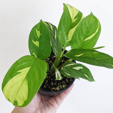 Load image into Gallery viewer, Ctenanthe pilosa Golden Mosaic - 100mm