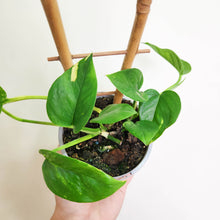 Load image into Gallery viewer, Devil's Ivy (Epipremnum aureum) / Pothos - 100mm