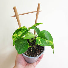 Load image into Gallery viewer, Devil's Ivy (Epipremnum aureum) / Pothos - 100mm