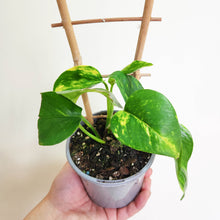 Load image into Gallery viewer, Devil's Ivy (Epipremnum aureum) / Pothos - 100mm
