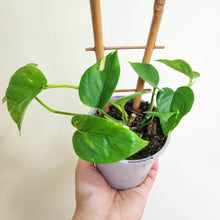Load image into Gallery viewer, Devil's Ivy (Epipremnum aureum) / Pothos - 100mm