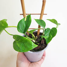Load image into Gallery viewer, Devil's Ivy (Epipremnum aureum) / Pothos - 100mm