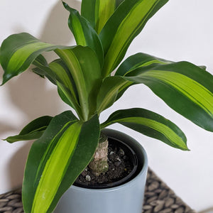 Dracaena fragrans massangeana / Happy Plant - 150mm Ceramic Pot - Sydney Only