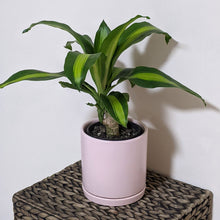 Load image into Gallery viewer, Dracaena fragrans massangeana / Happy Plant - 150mm Ceramic Pot - Sydney Only
