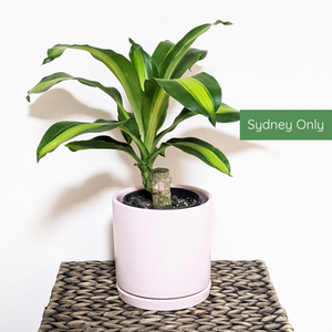 Dracaena fragrans massangeana / Happy Plant - 150mm Ceramic Pot - Sydney Only