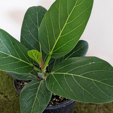 Load image into Gallery viewer, Ficus Audrey - 130mm