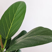 Load image into Gallery viewer, Ficus Audrey - 130mm
