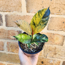 Load image into Gallery viewer, Ficus Elastica Shivereana - 105mm
