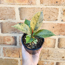 Load image into Gallery viewer, Ficus Elastica Shivereana - 105mm