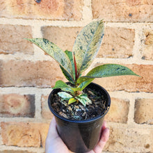 Load image into Gallery viewer, Ficus Elastica Shivereana - 105mm