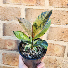 Load image into Gallery viewer, Ficus Elastica Shivereana - 105mm