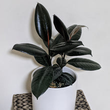 Load image into Gallery viewer, Ficus elastica Burgundy (Rubber Tree Plant) - 180mm Ceramic Pot - Sydney Only