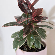 Load image into Gallery viewer, Ficus elastica Ruby (Rubber Tree Plant) - 180mm Ceramic Pot - Sydney Only