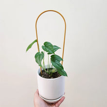 Load image into Gallery viewer, Support Your Plants - Trellis Bundle