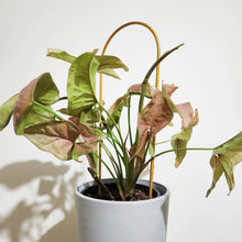 Load image into Gallery viewer, The Support System - Plant Care Bundle