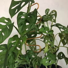 Load image into Gallery viewer, Gold Wavy Plant Trellis (10x34cmH)