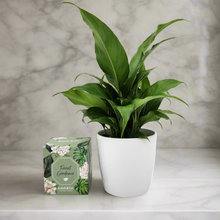 Load image into Gallery viewer, Heartfelt Condolences Gift - Peace Lily & Candle - Sydney Only