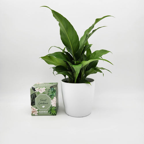 Heartfelt Condolences Gift - Peace Lily & Candle - Sydney Only