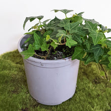 Load image into Gallery viewer, Hedera helix / English Ivy - 105mm