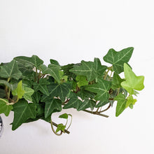 Load image into Gallery viewer, Hedera helix / English Ivy - 105mm