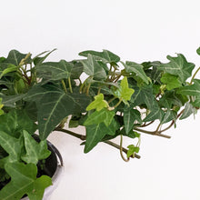 Load image into Gallery viewer, Hedera helix / English Ivy - 105mm
