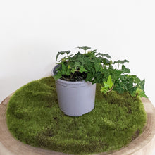 Load image into Gallery viewer, Hedera helix / English Ivy - 105mm