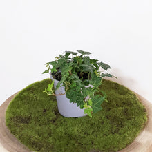 Load image into Gallery viewer, Hedera helix / English Ivy - 105mm