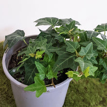Load image into Gallery viewer, Hedera helix / English Ivy - 105mm