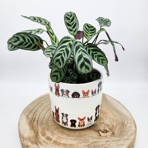 Houseplant in Quirky Dog Planter - Sydney Only