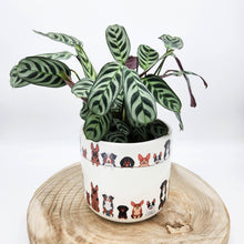 Load image into Gallery viewer, Houseplant in Quirky Dog Planter - Sydney Only
