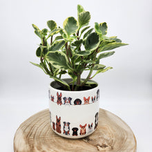 Load image into Gallery viewer, Houseplant in Quirky Dog Planter - Sydney Only
