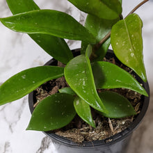 Load image into Gallery viewer, Hoya Pubicalyx - 120mm