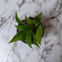 Load image into Gallery viewer, Hoya Pubicalyx - 120mm