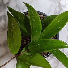 Load image into Gallery viewer, Hoya Pubicalyx - 120mm