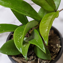 Load image into Gallery viewer, Hoya Pubicalyx - 120mm