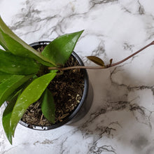 Load image into Gallery viewer, Hoya Pubicalyx - 120mm