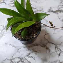 Load image into Gallery viewer, Hoya Pubicalyx - 120mm