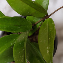 Load image into Gallery viewer, Hoya Pubicalyx - 120mm