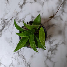 Load image into Gallery viewer, Hoya Pubicalyx - 120mm