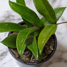 Load image into Gallery viewer, Hoya Pubicalyx - 120mm