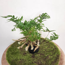 Load image into Gallery viewer, Humata Tyermanii / White Rabbit's Foot Fern - 90mm