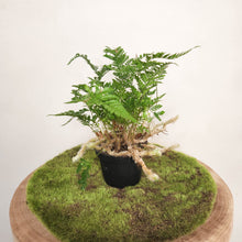 Load image into Gallery viewer, Humata Tyermanii / White Rabbit's Foot Fern - 90mm