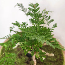 Load image into Gallery viewer, Humata Tyermanii / White Rabbit's Foot Fern - 90mm