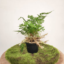 Load image into Gallery viewer, Humata Tyermanii / White Rabbit's Foot Fern - 90mm