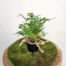 Load image into Gallery viewer, Humata Tyermanii / White Rabbit's Foot Fern - 90mm