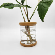 Load image into Gallery viewer, Hydro Plant Pot Vase / Propagation Vase - 12.8x9cm